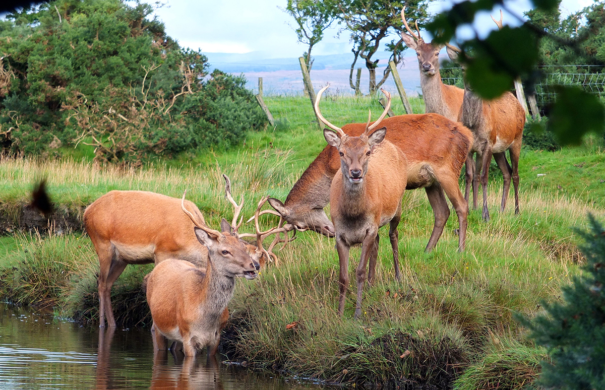 Red deer on Arran