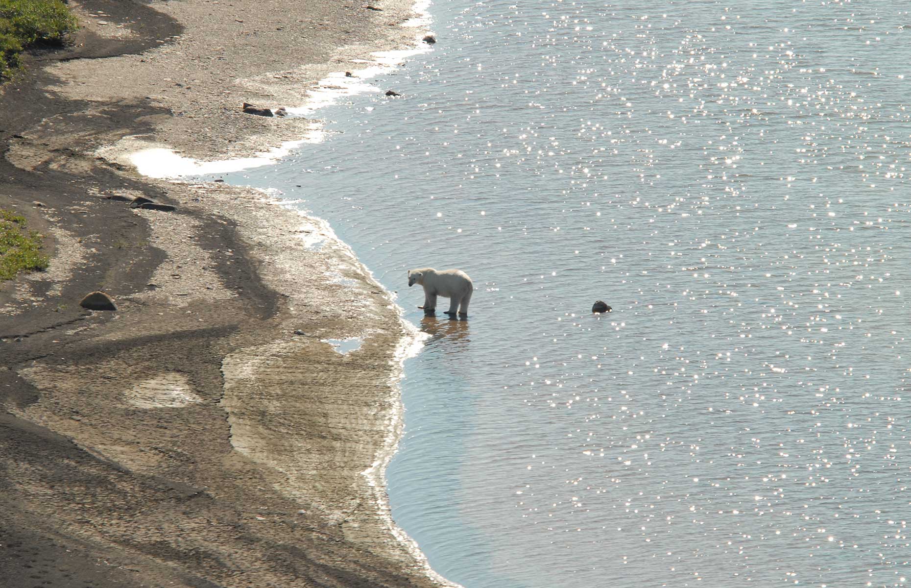 A polar bear in the Hudson, near Churchill, Manitoba