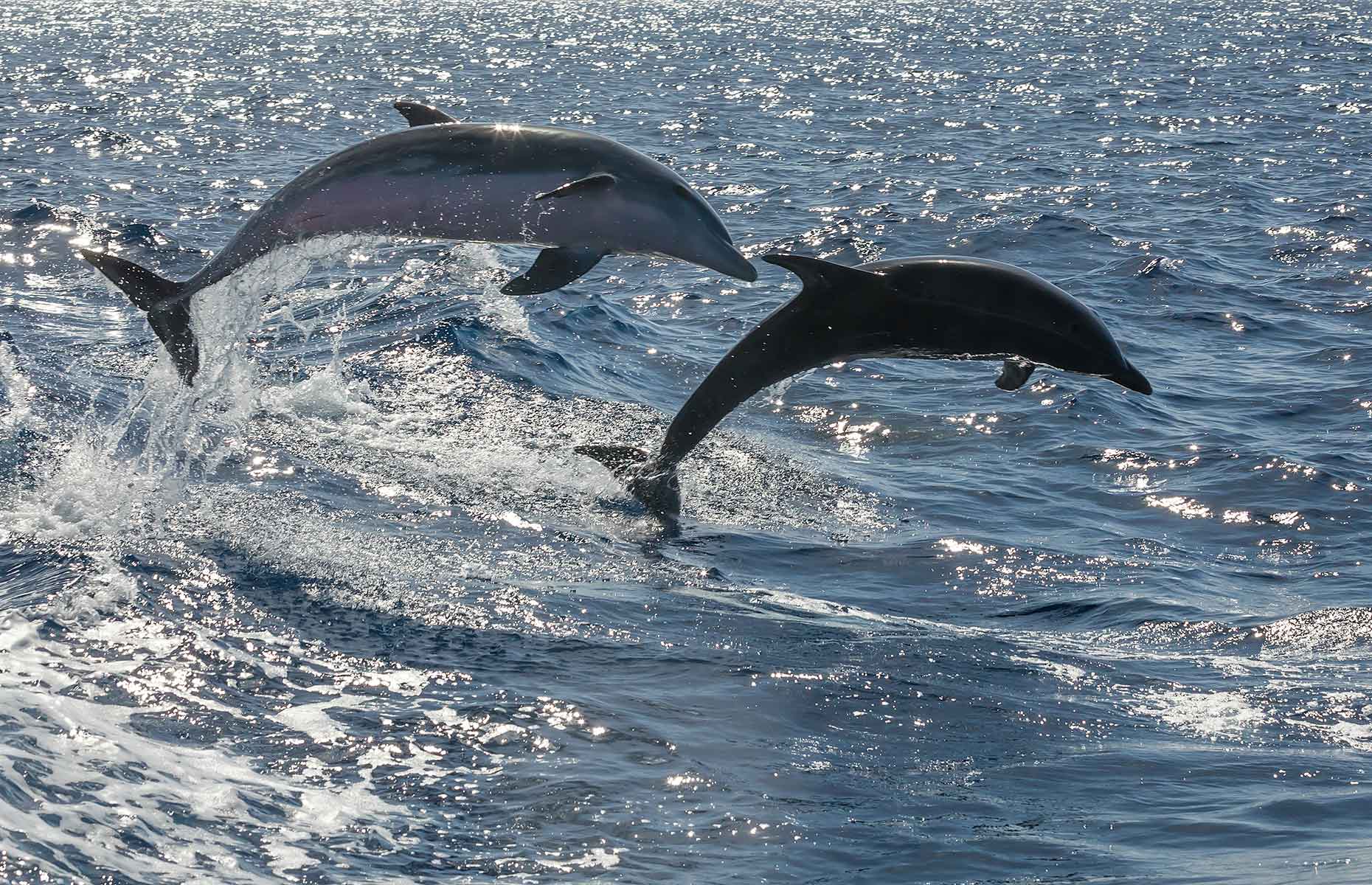 Dolphins swimming off the coast of Tenerife