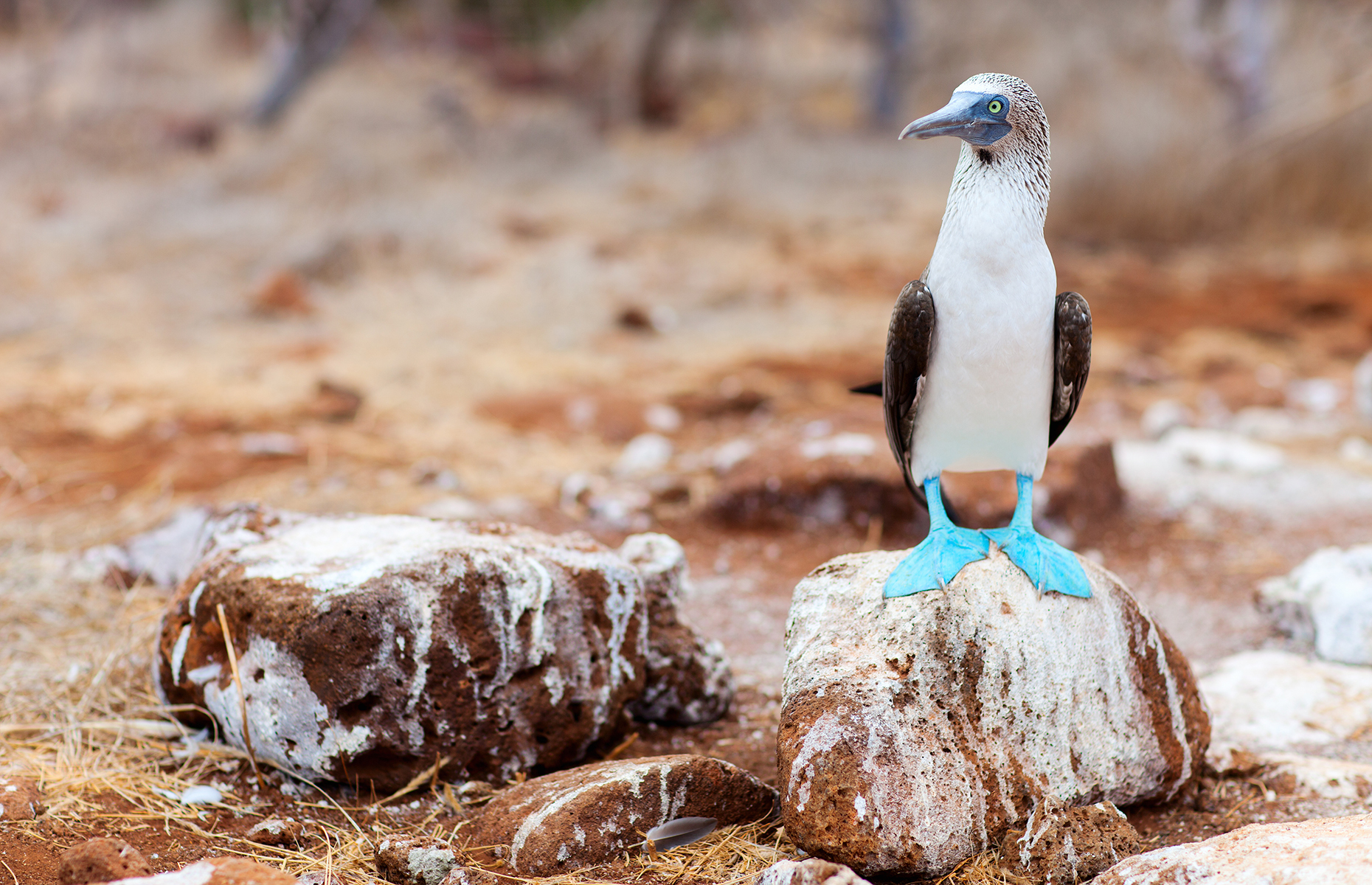 Blue-footed Booby, Galapagos