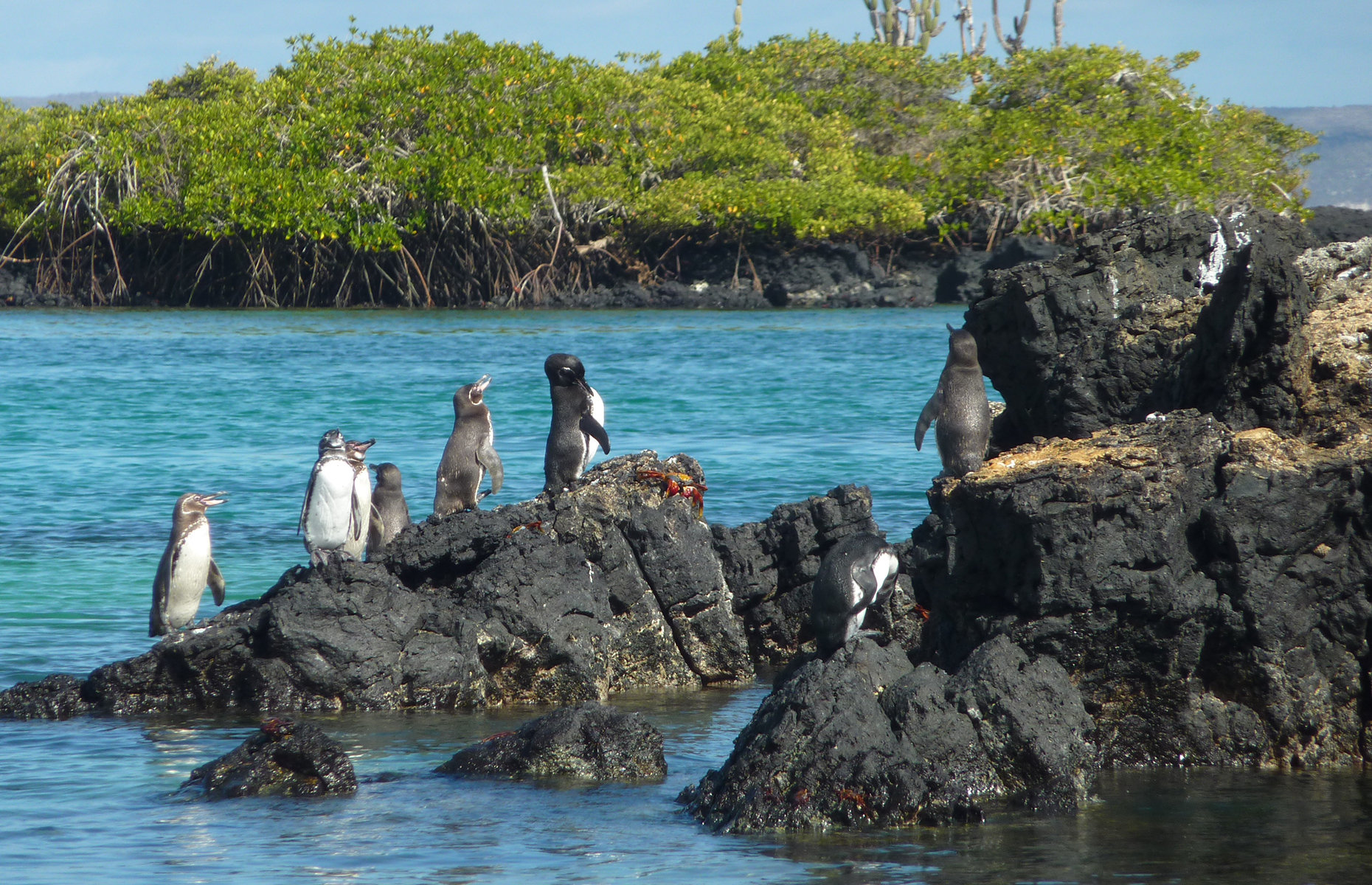 Galapagos penguins