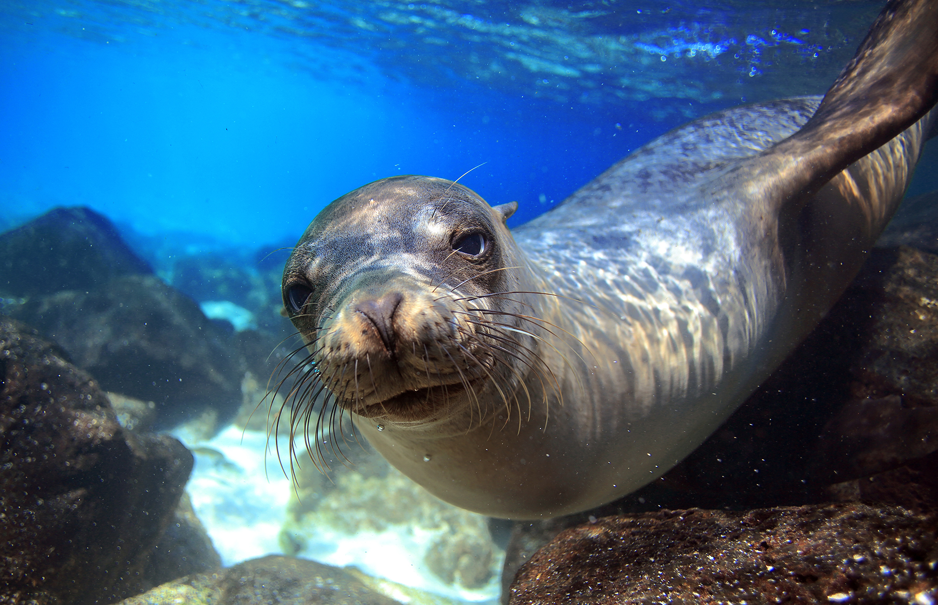 Galapagos sea lion