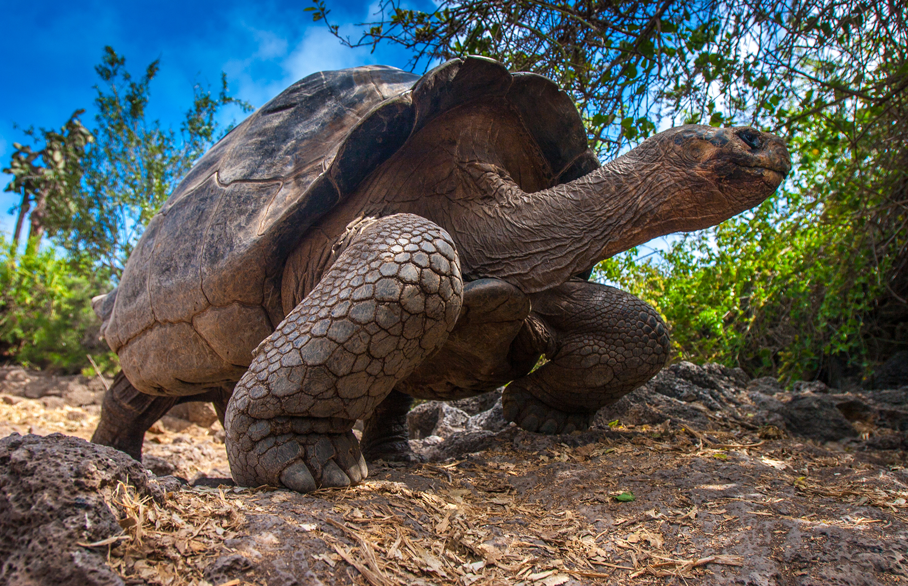 Giant tortoise, Galapagos