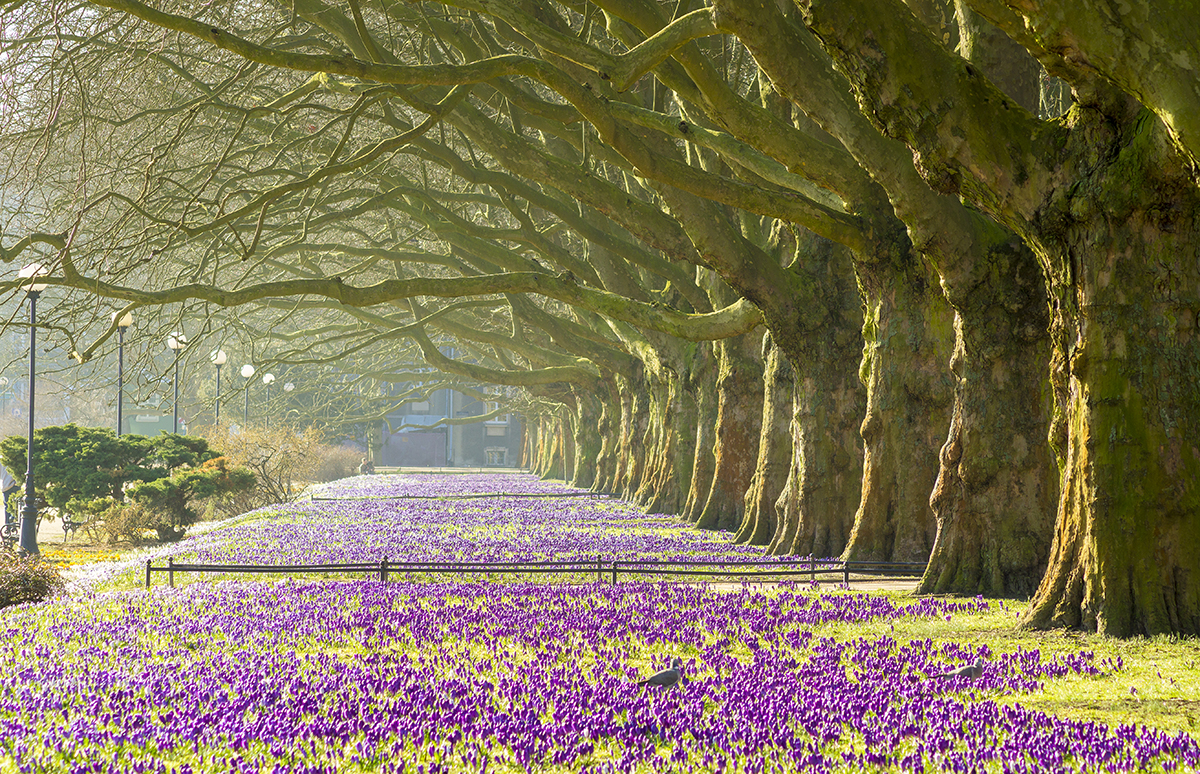 Harrogate flowerbeds