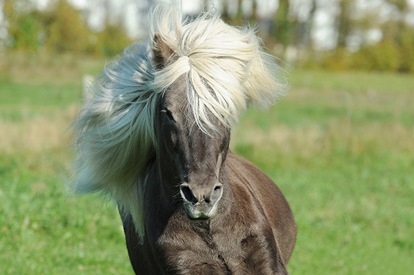 Icelandic horse