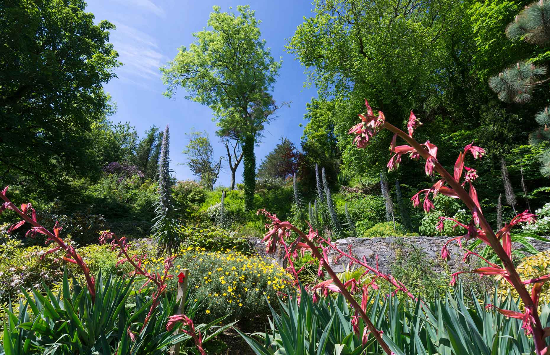 Achamore Gardens on the Isle of Giga (Image: Allan Wright/Alamy Stock Photo)