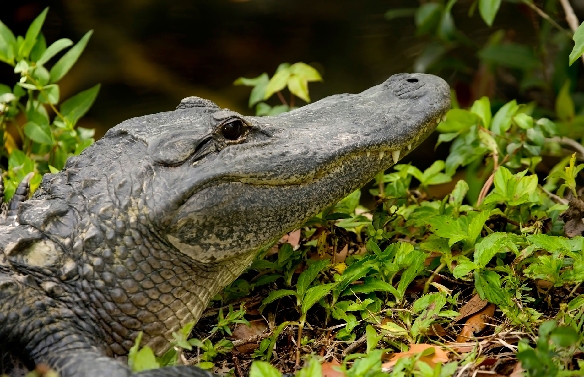 A Floridian alligator (image: Thomas Levine/Shutterstock)