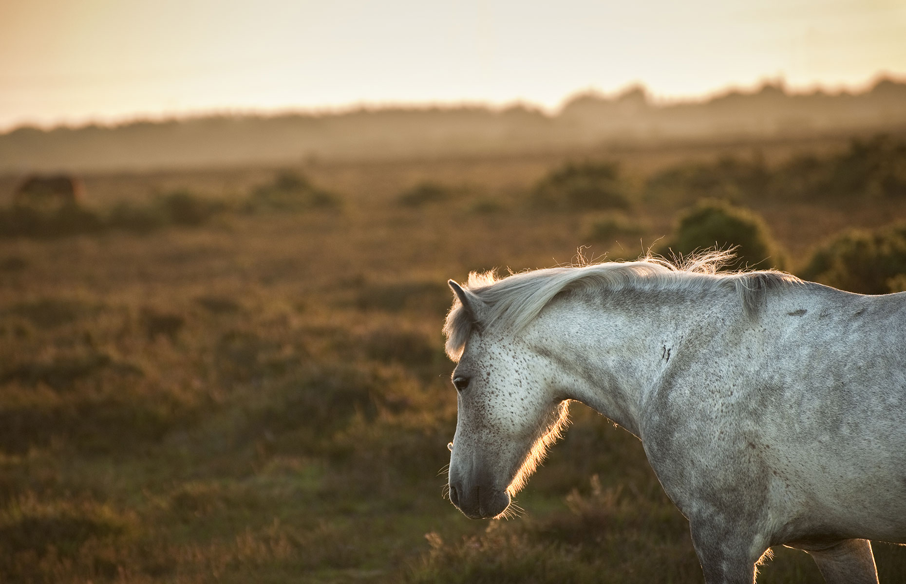 Ponies in Exmoor National Park (Image: Matt Gibsonn/Shutterstock)