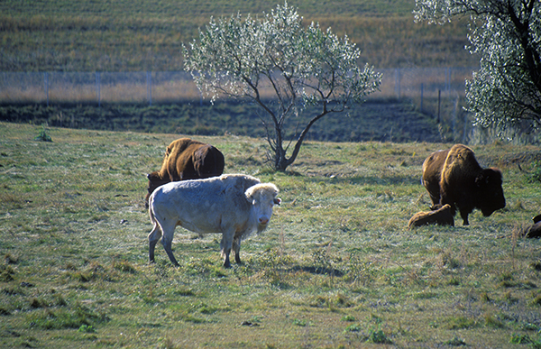 White bison, North Dakota