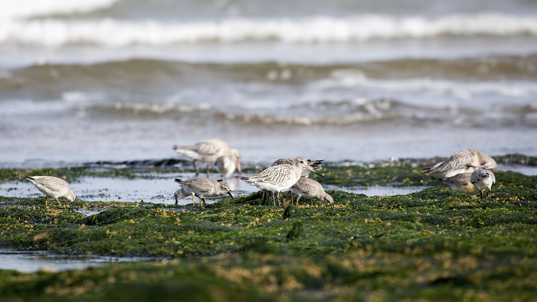 Birds north Norfolk