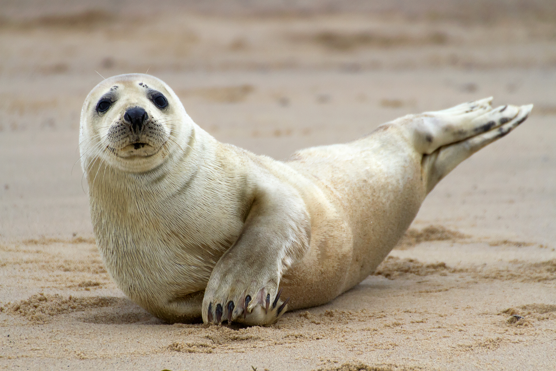 Seals in North Norfolk Coast