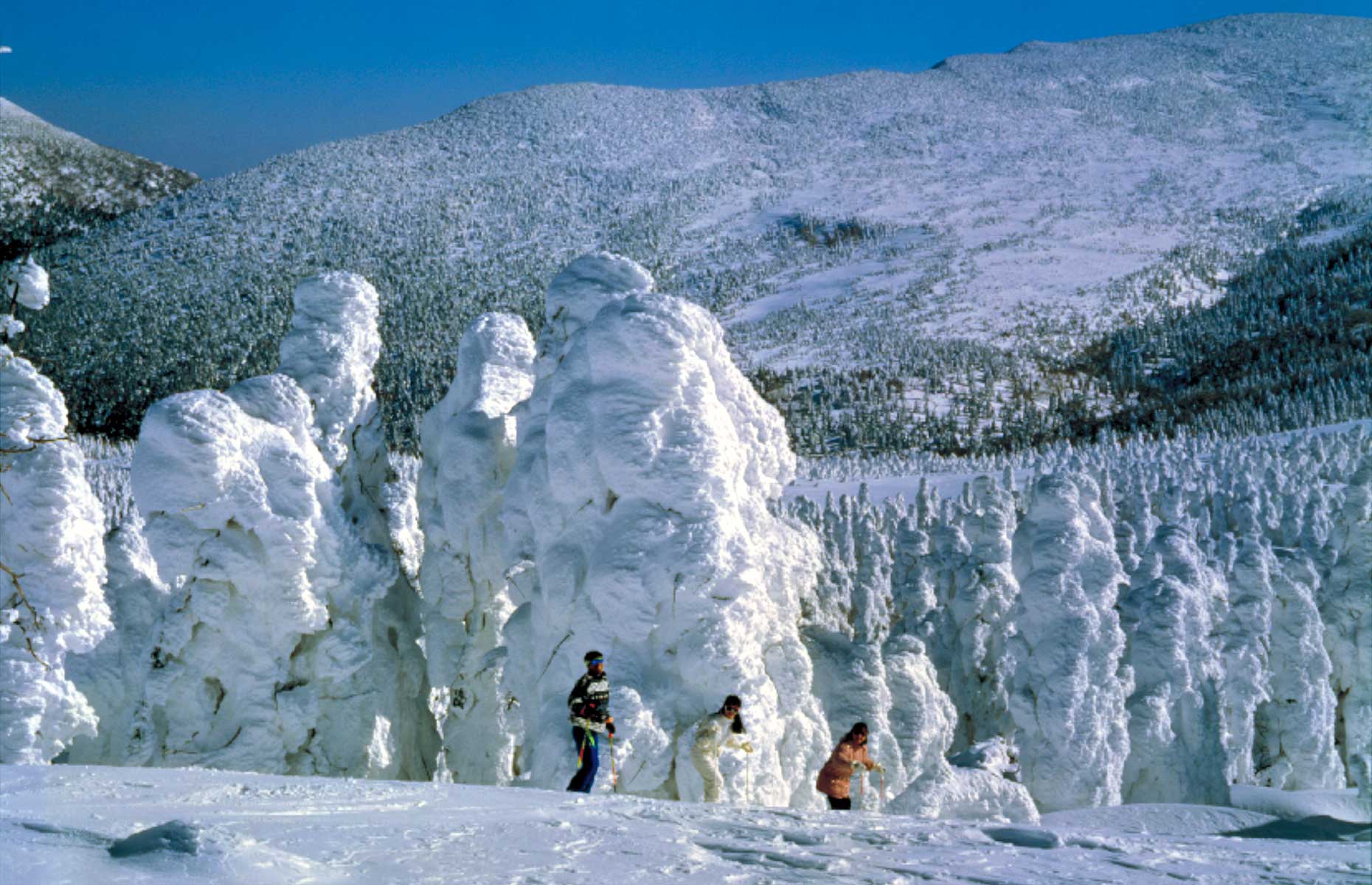 Zao Quasi National Park, is where you'll find snow monsters