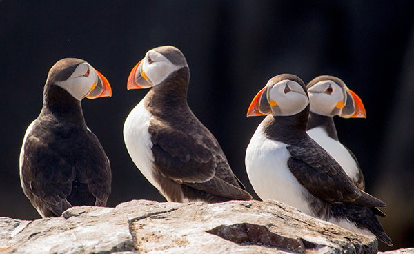 Puffins, Northumberland