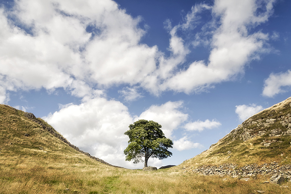 Sycamore Gap, Hadrian's Wall, Northumberland