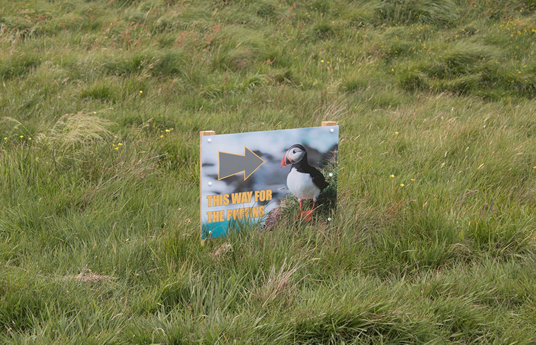 A puffin's this way sign in Staffa, Scotland