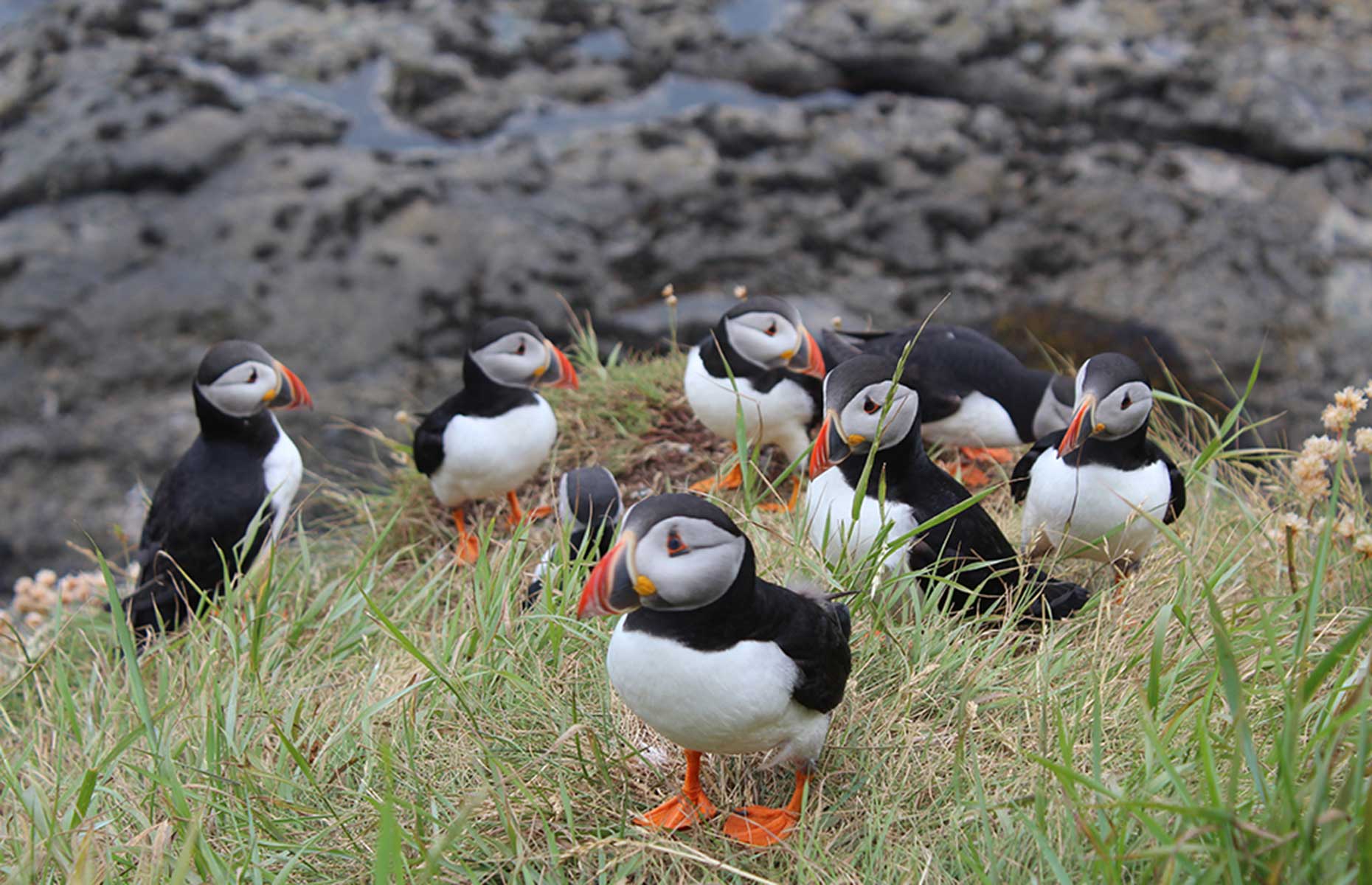 Puffins on Staffa Scotland