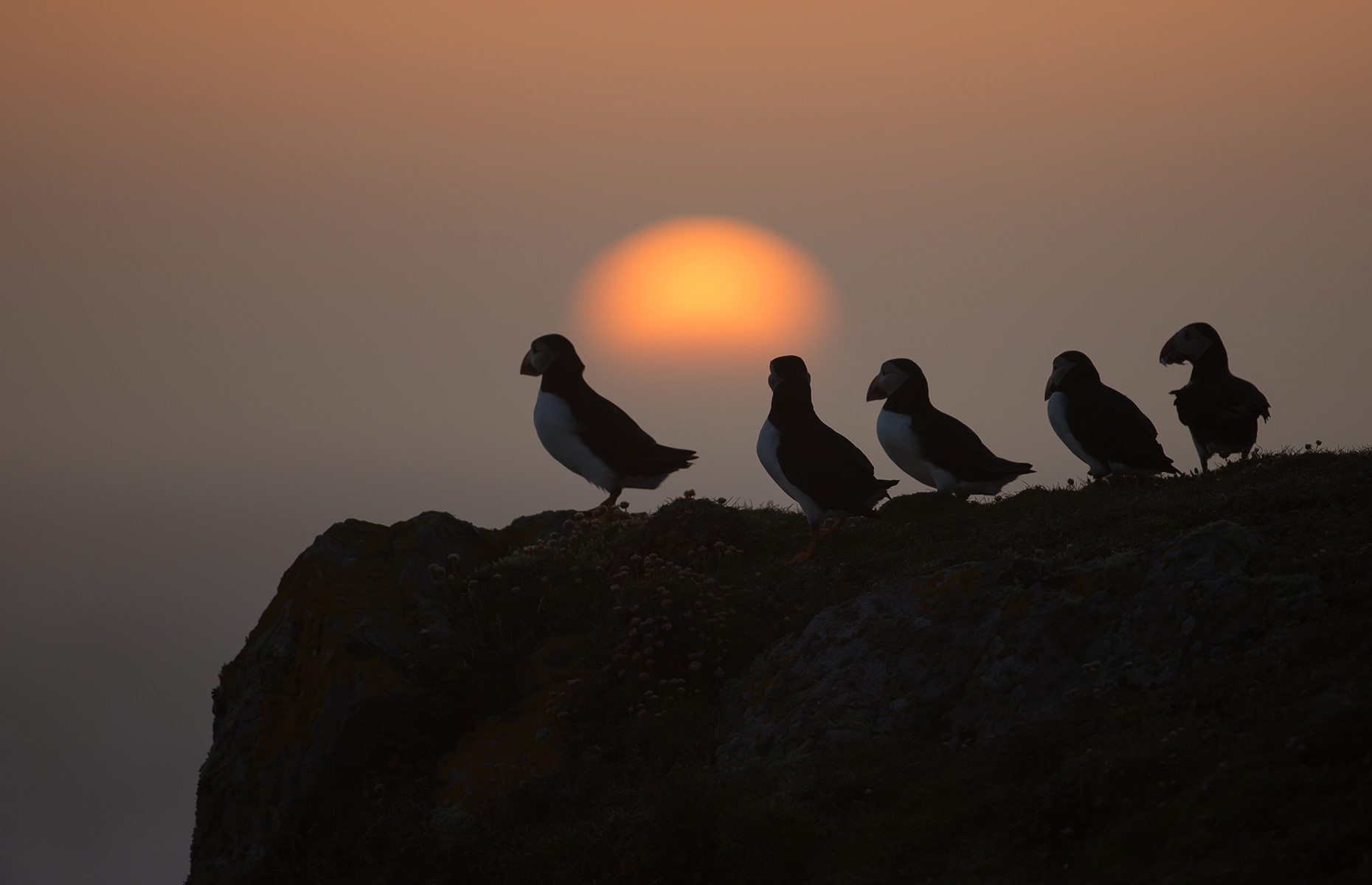 Atlantic puffins Fair Isle