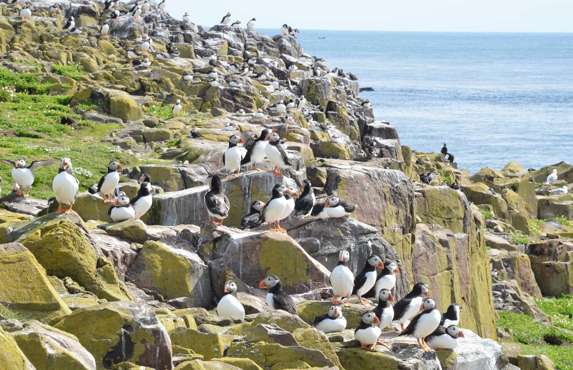 A puffin colony on Farne Islands