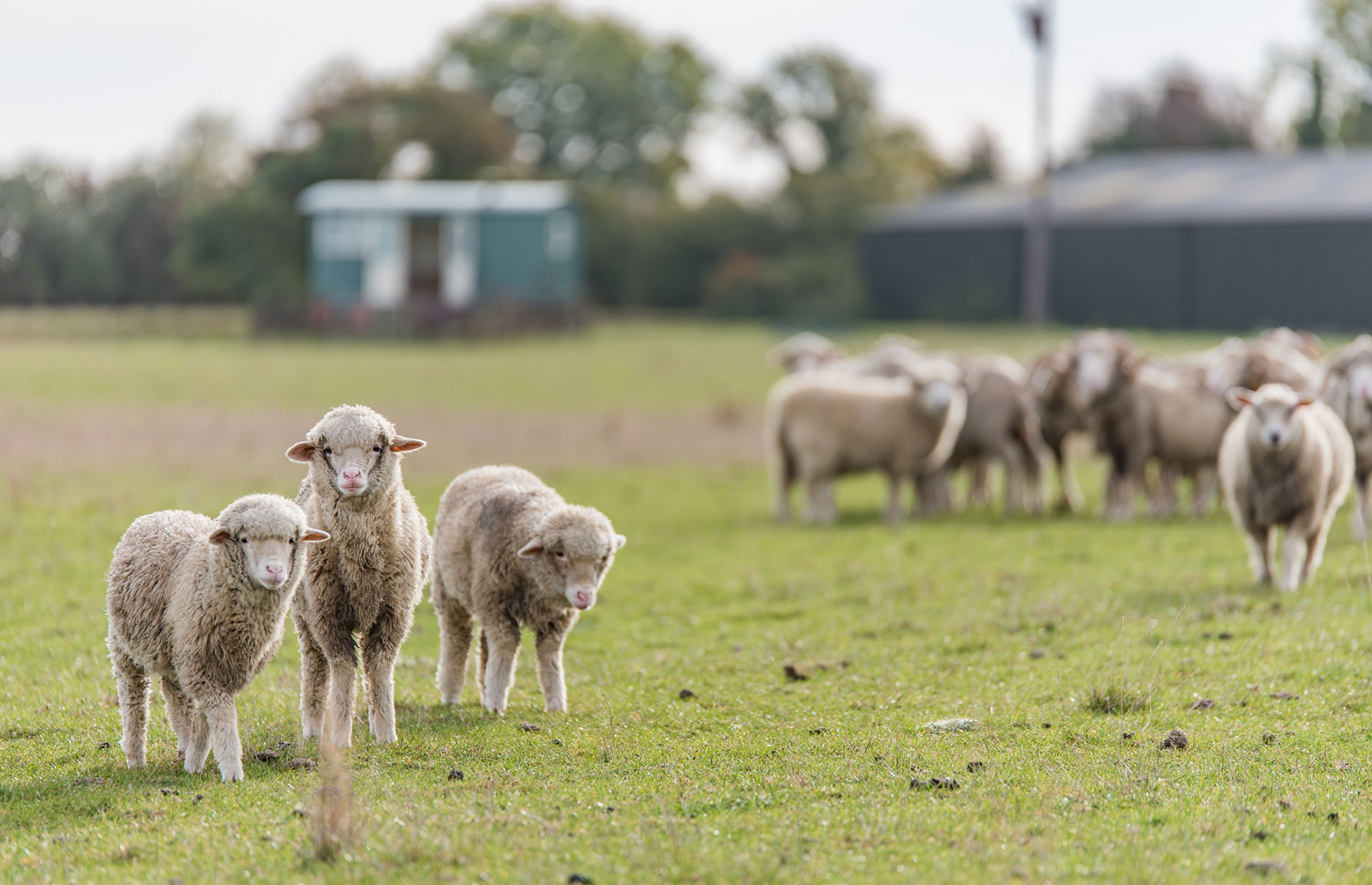 Sheep at Romney Marsh Shepherd's Huts (Image: Matilda Delves Photography)