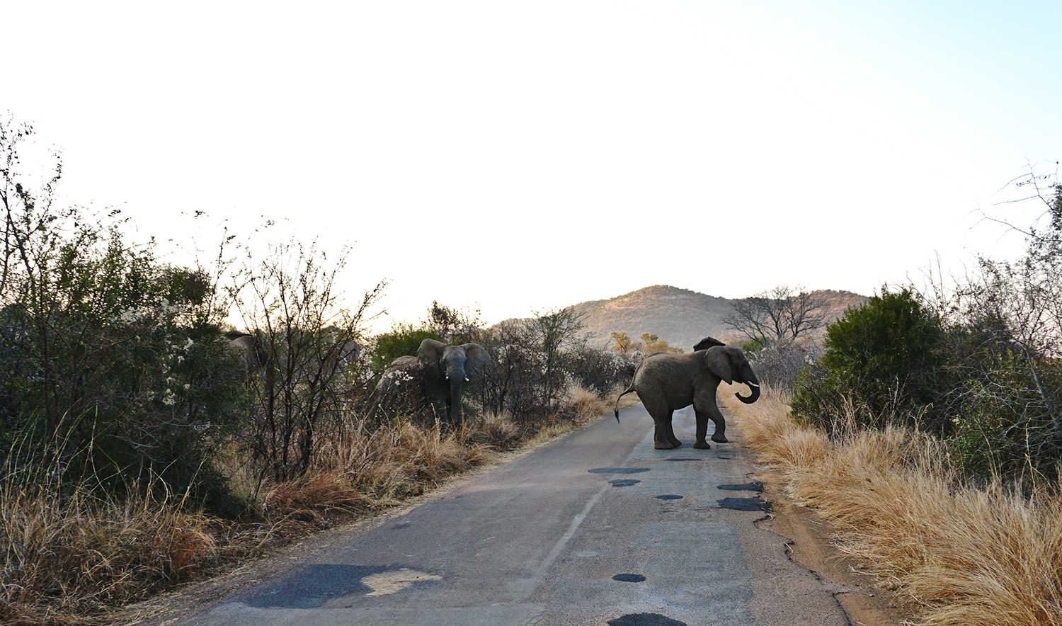 Elephants, Pilanesburg National Park, South Africa