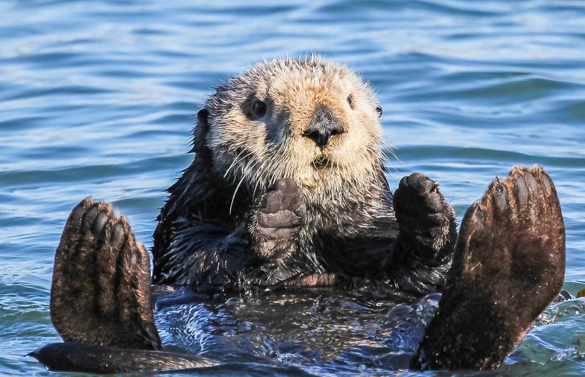 A sea otter in Morro Bay near San Luis Obispo