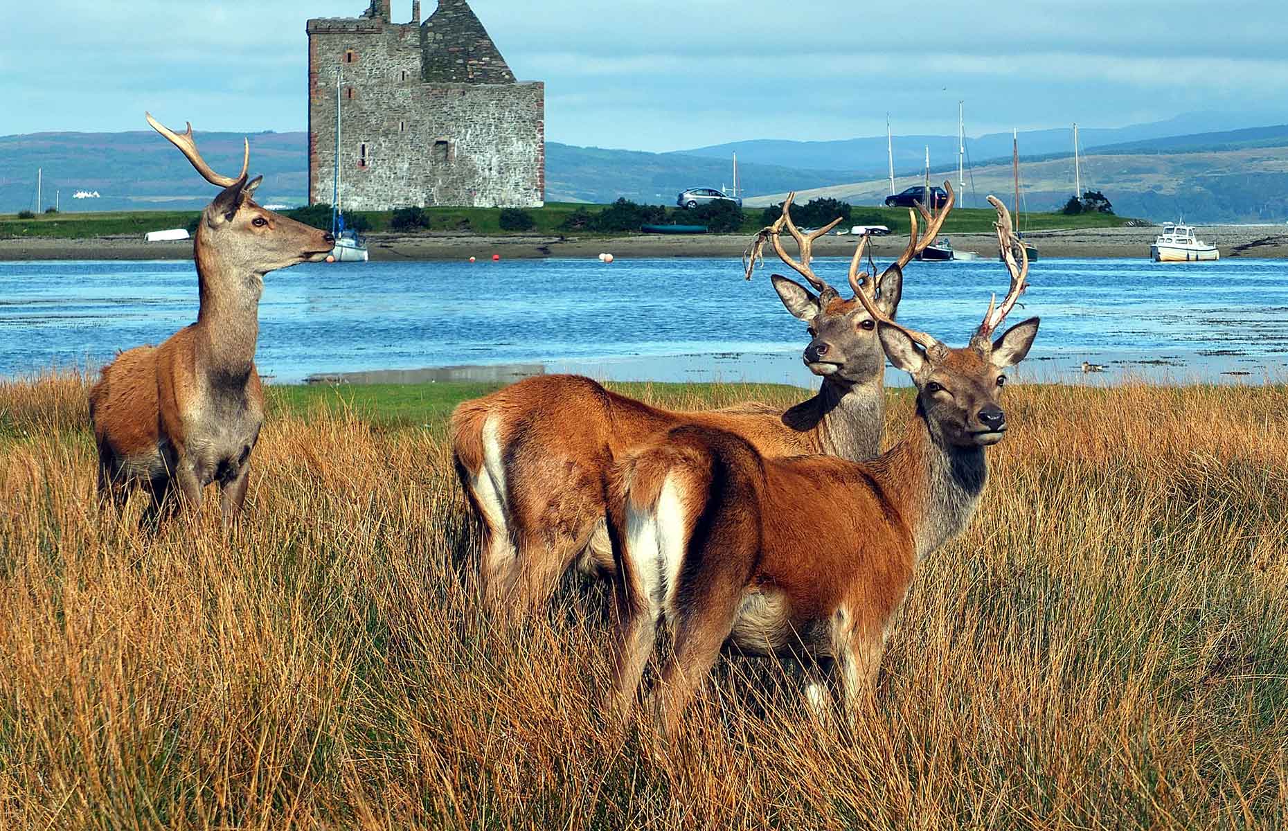 Deer on the Isle of Arran, Scotland (Image: Allan Napier/Shutterstock)