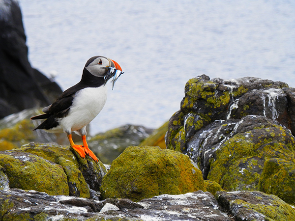 Puffins, Scotland