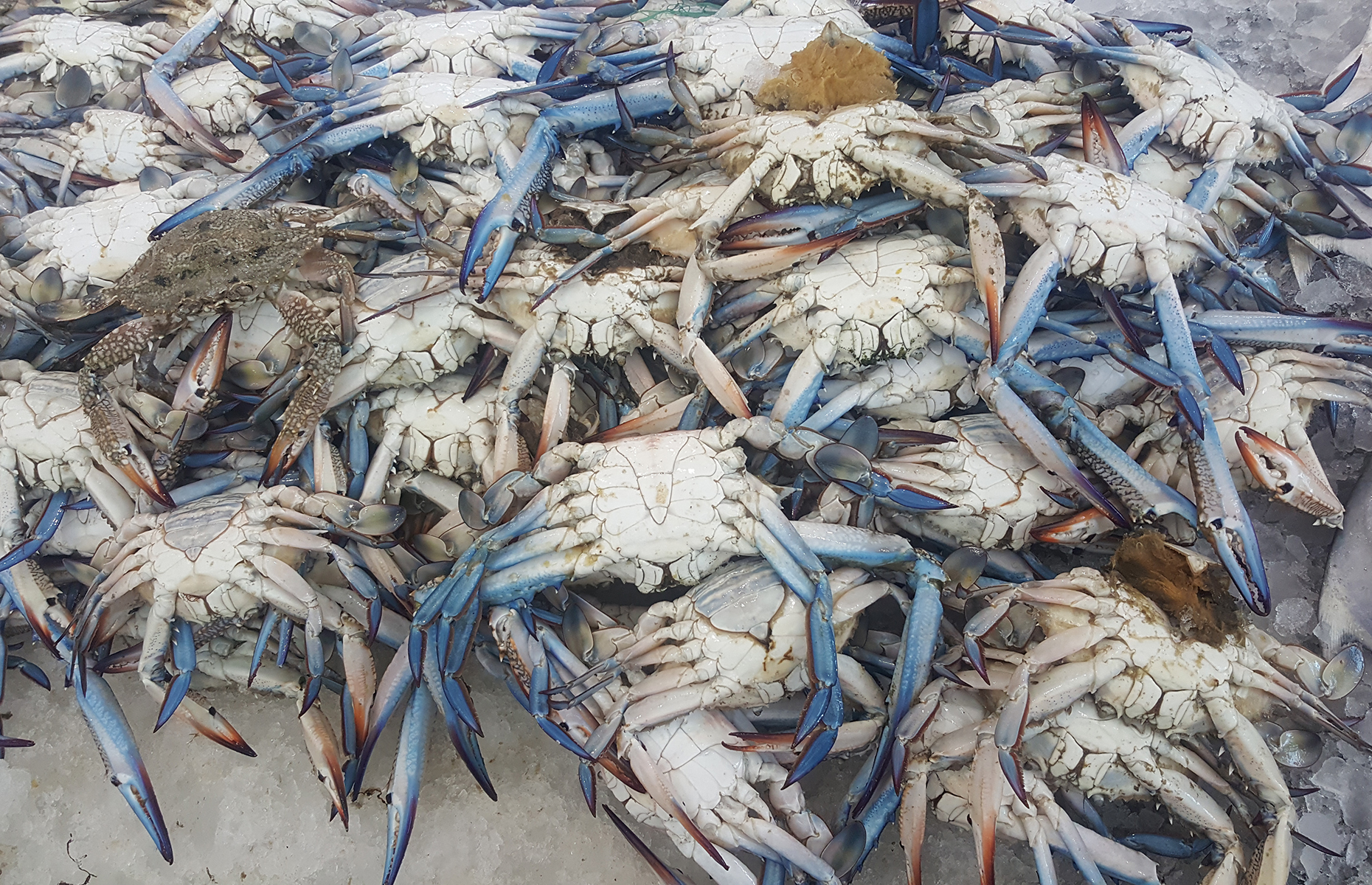 Blue crabs in Al Jubail