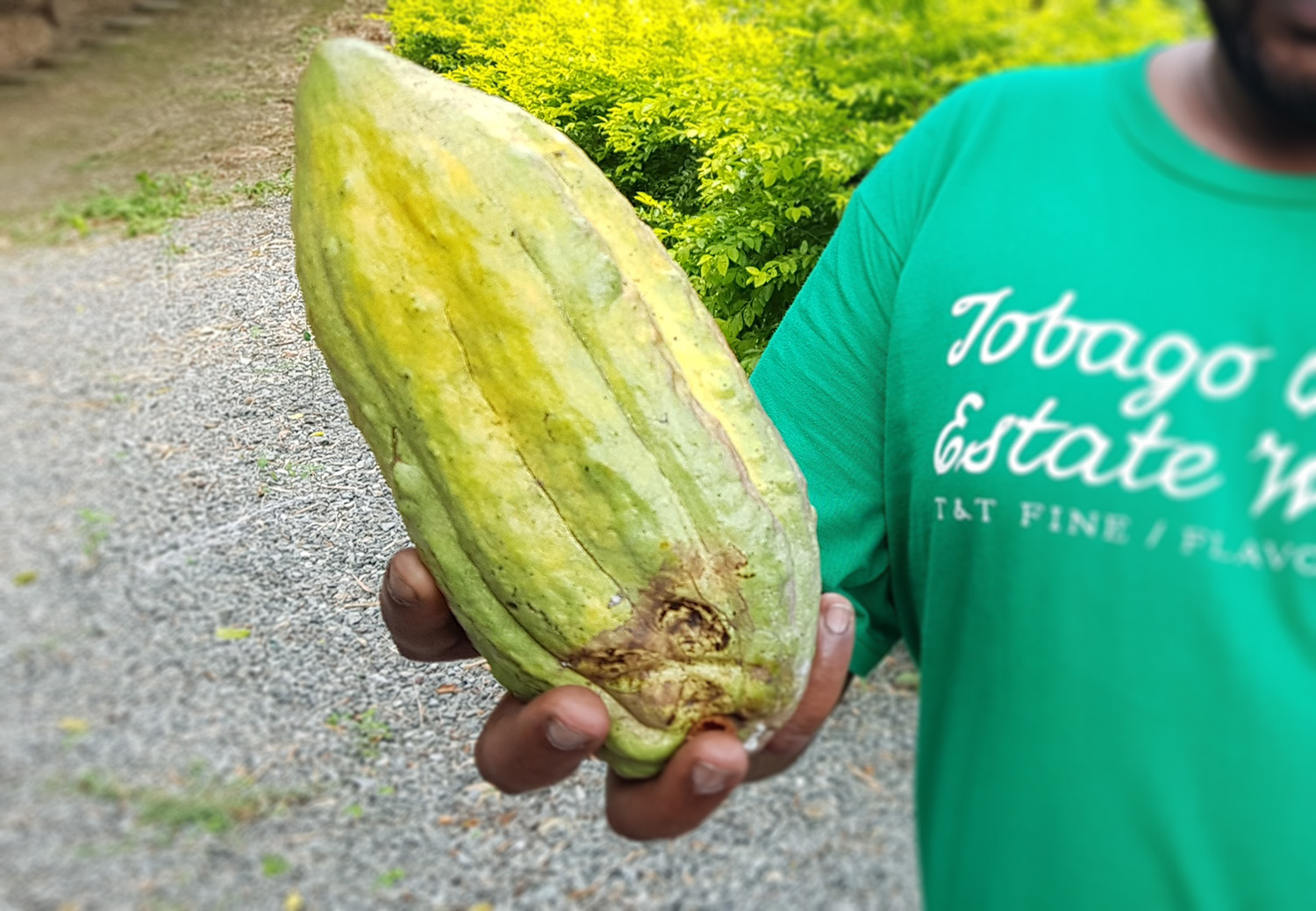 Cocoa bean, Tobago