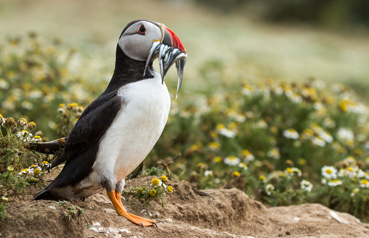 Skomer Island (Image: Ian_Sherriffs/Shutterstock)