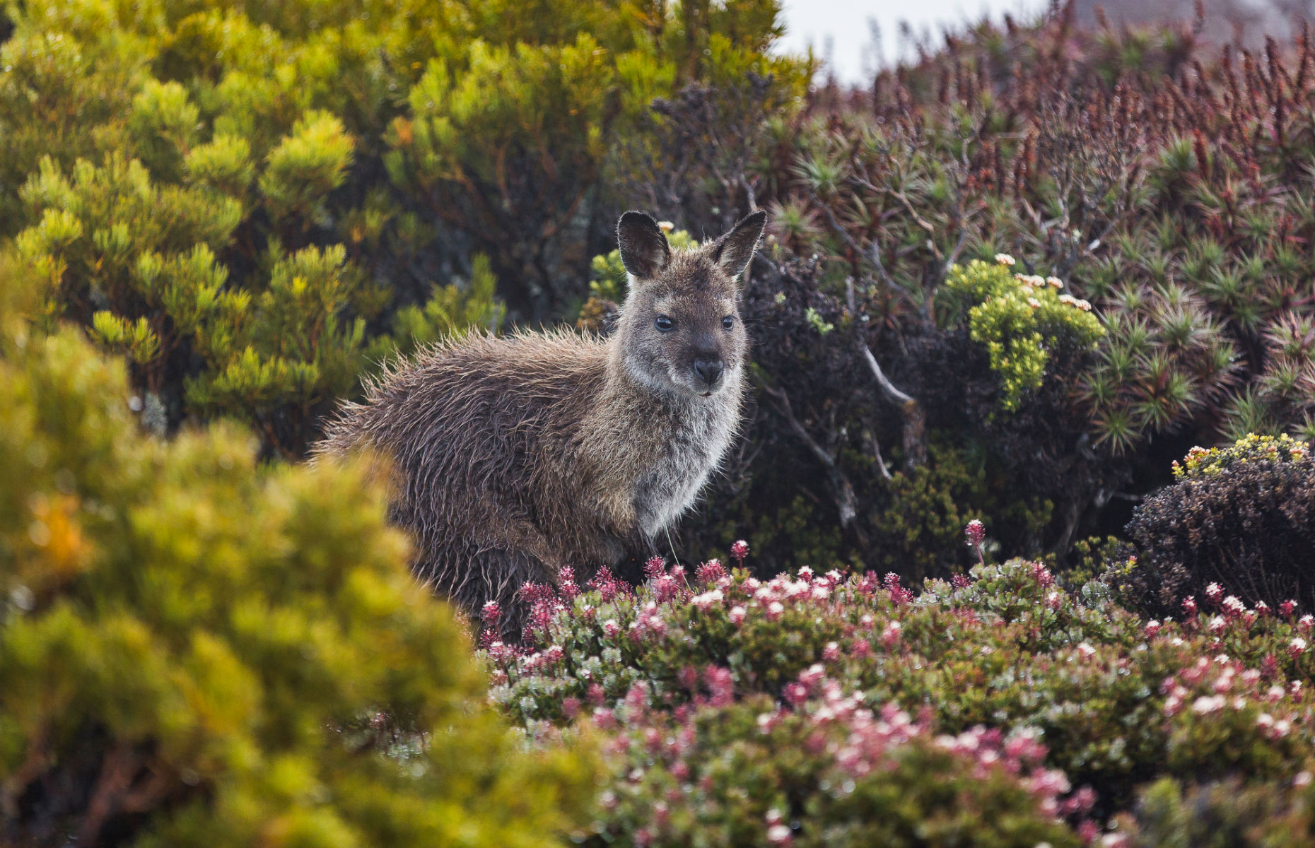 Wallaby