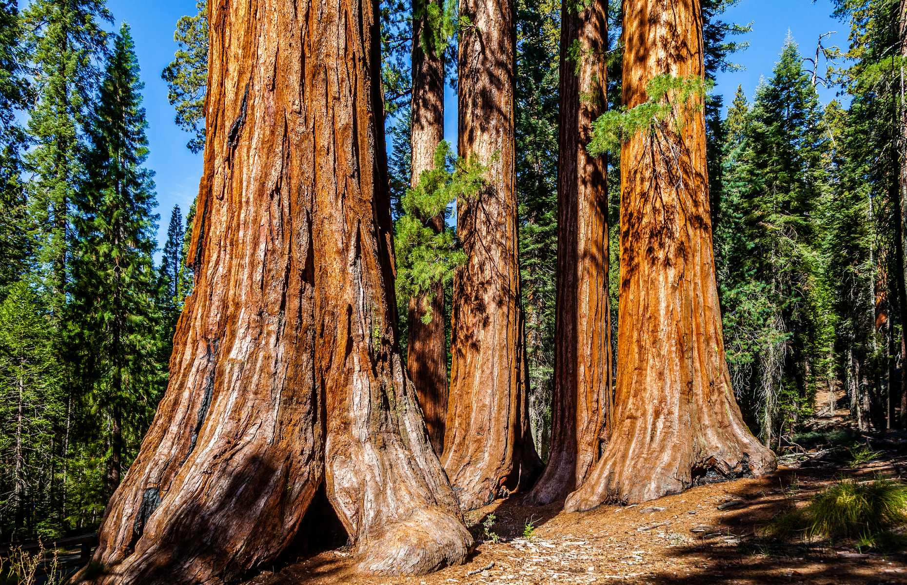 Mariposa Grove, Yosemite, USA