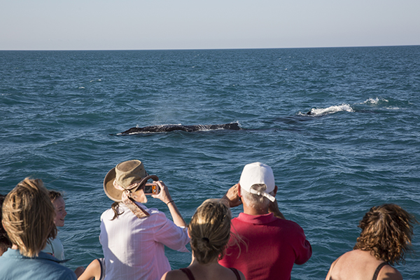 Whale watching, Western Australia