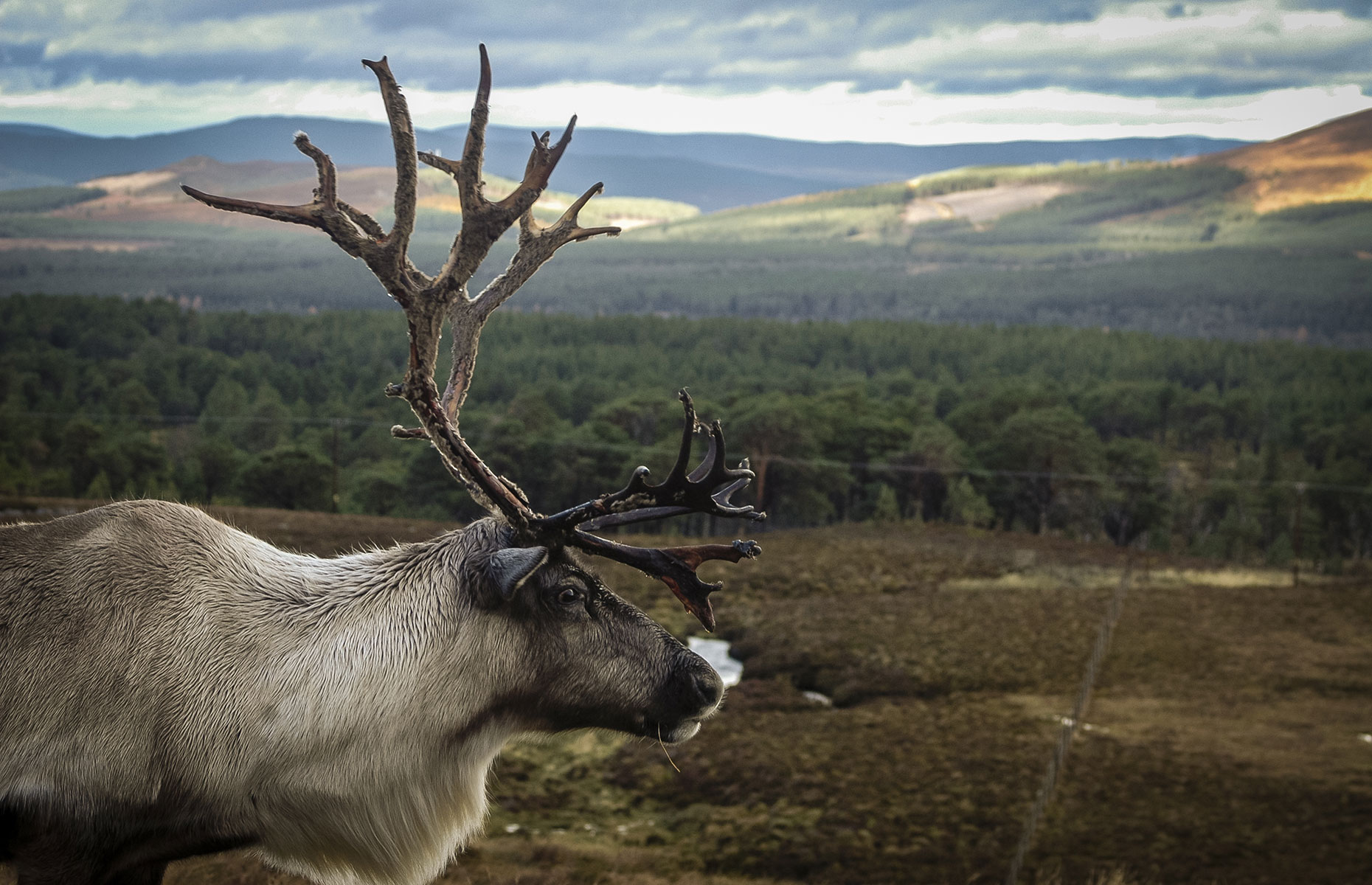 Meet the reindeer in the Cairngorms, Scotland, UK on a Boxing Day walk