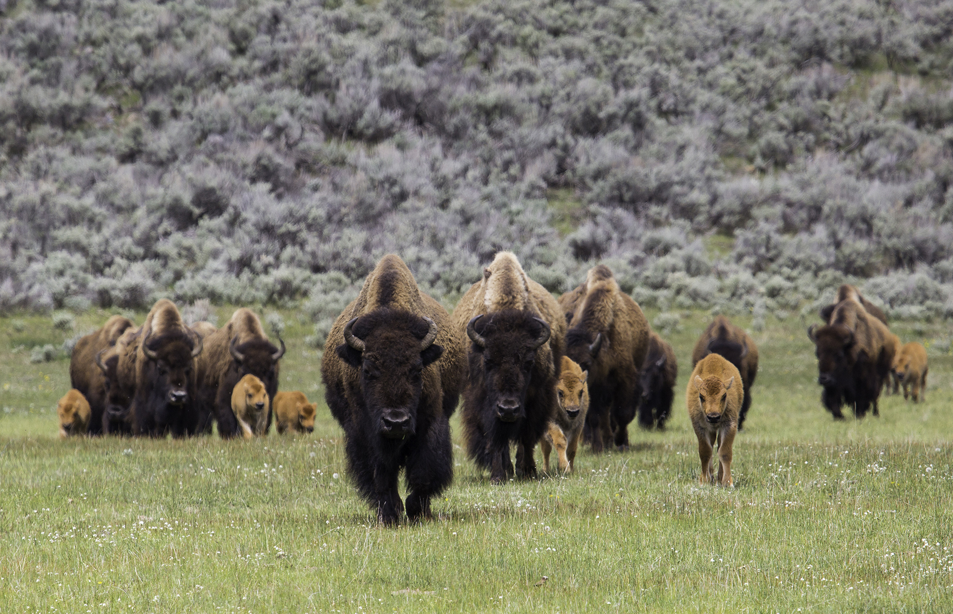 Bison in Lamar Valley