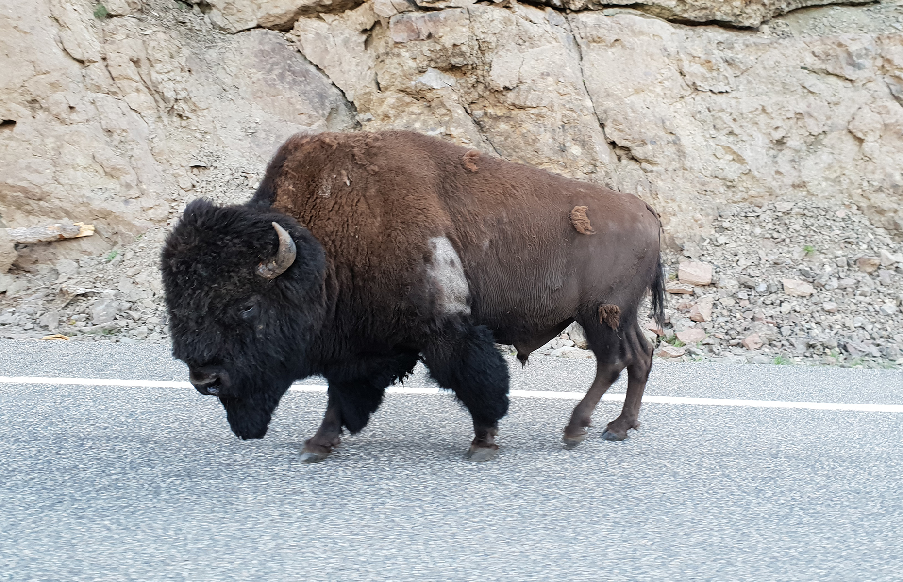 Bison on the road