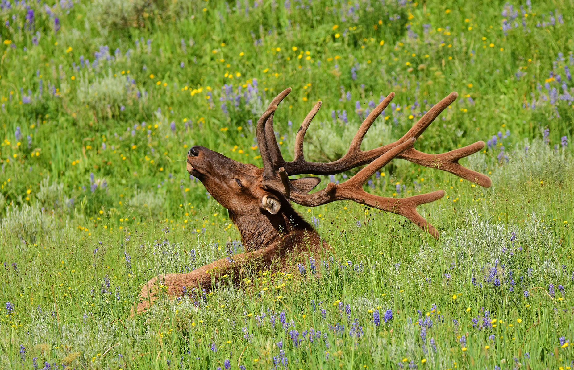 Elk in a meadow