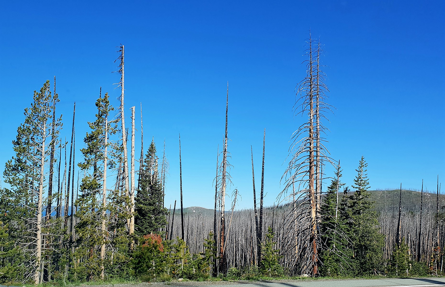 Trees after a wildfire