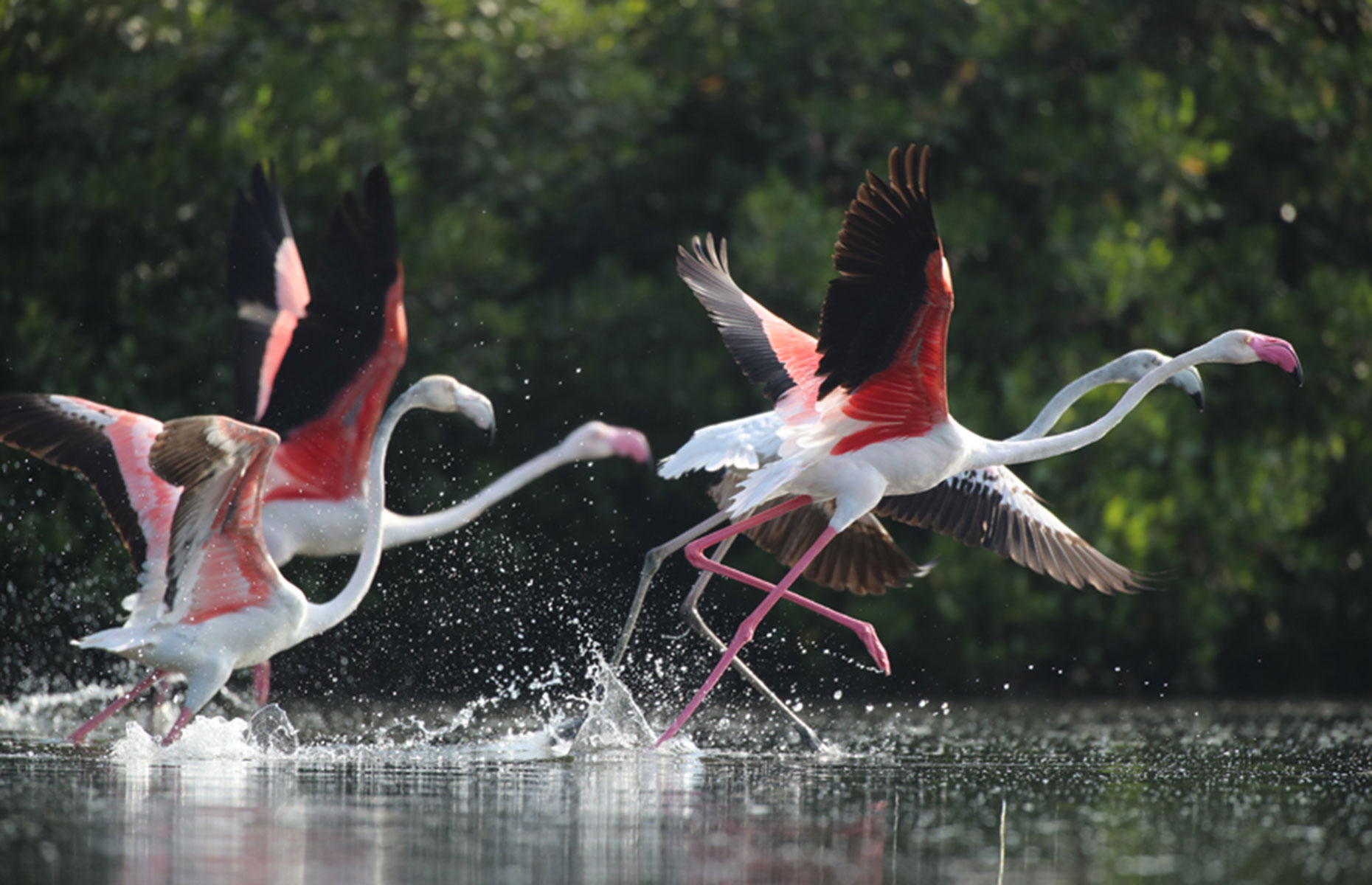 Flamingos in the mangroves, Ajman
