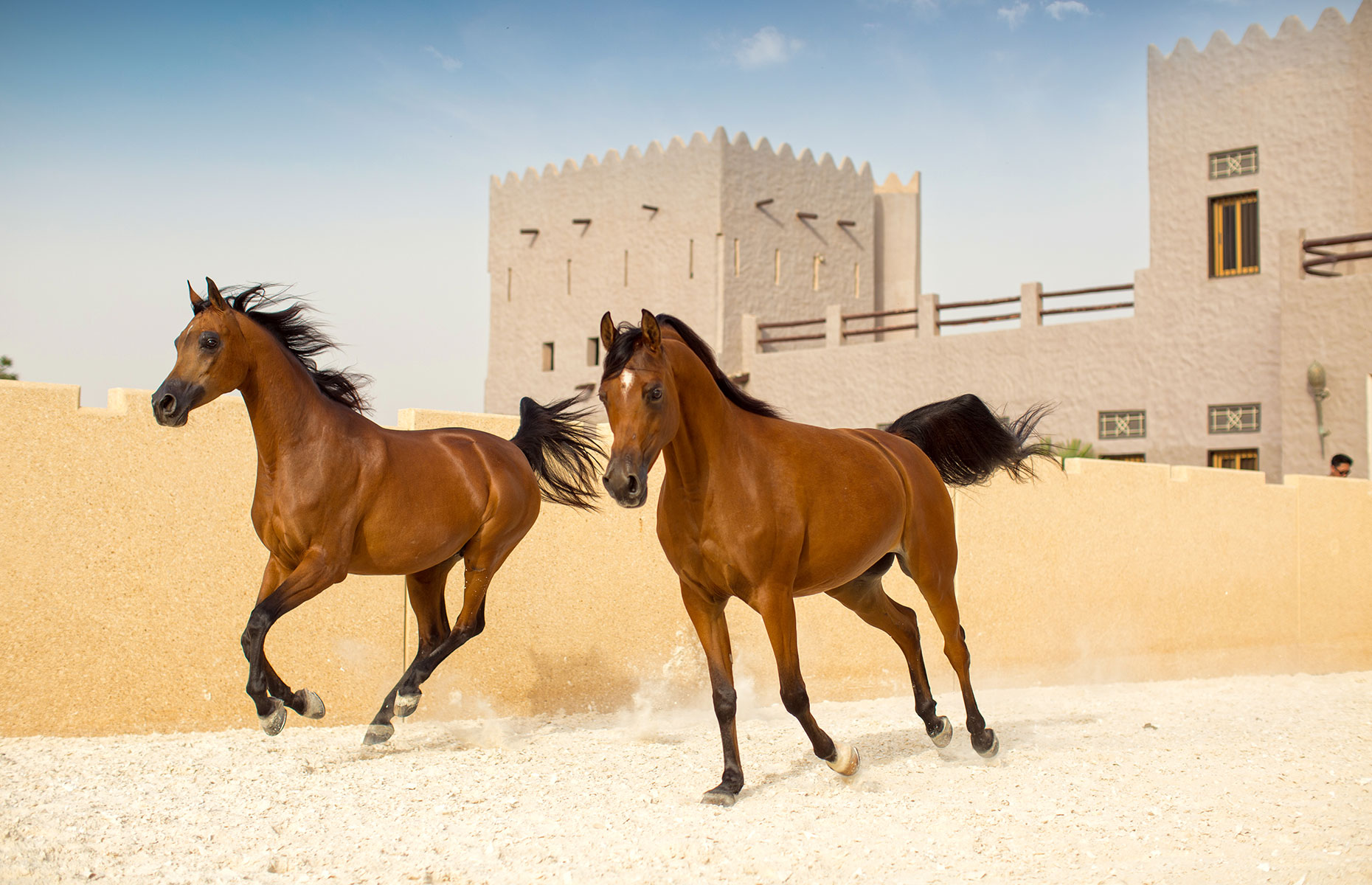 Horses as Ajman Stud (farm)