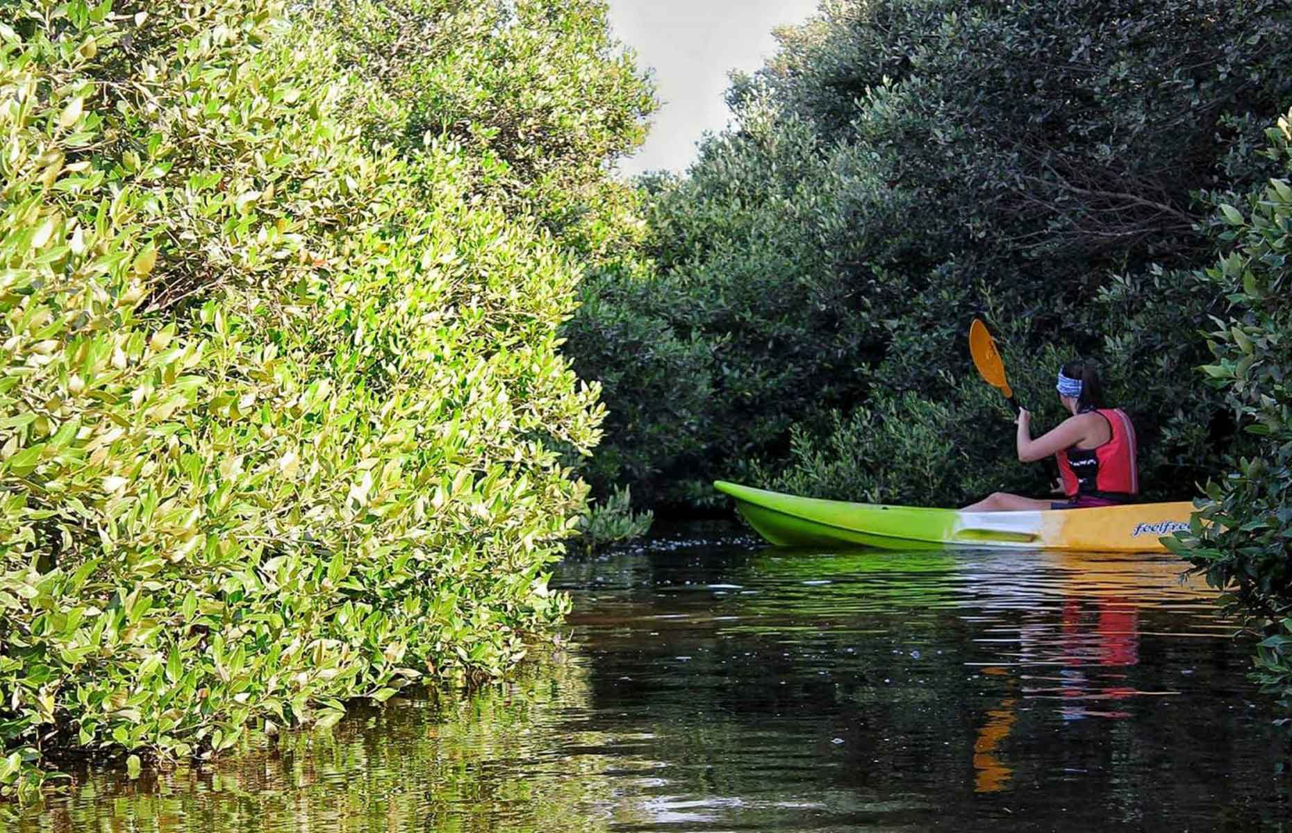Kayaking in the mangroves of Ajman