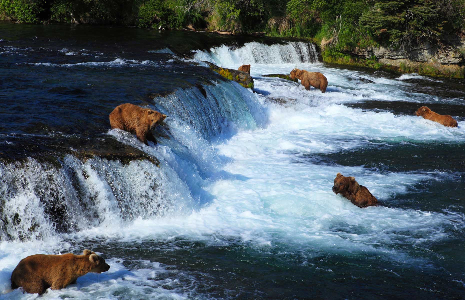 Orsi nel Katmai National Park