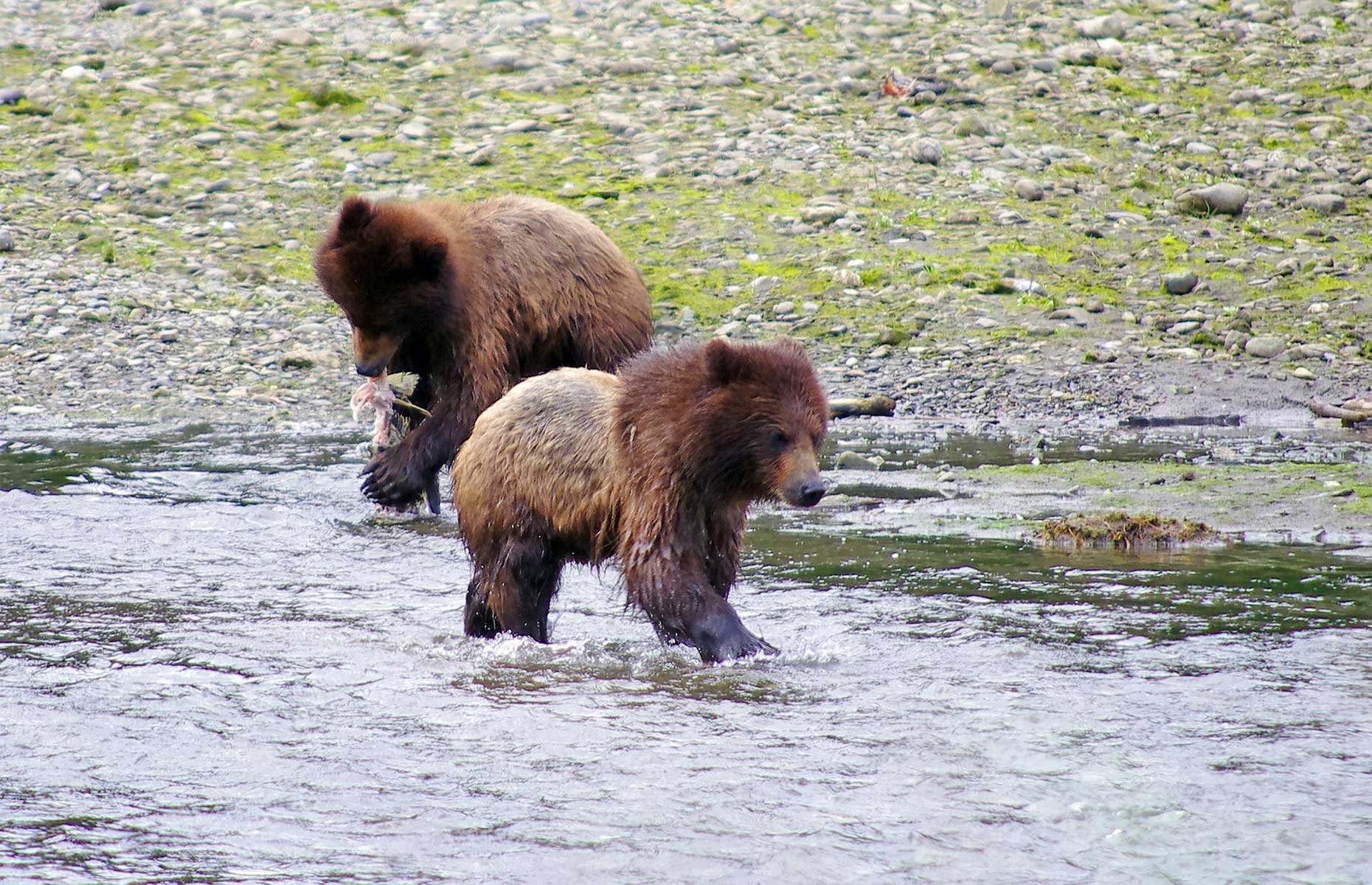 Bear cubs on Admiralty Island, Alaska, USA