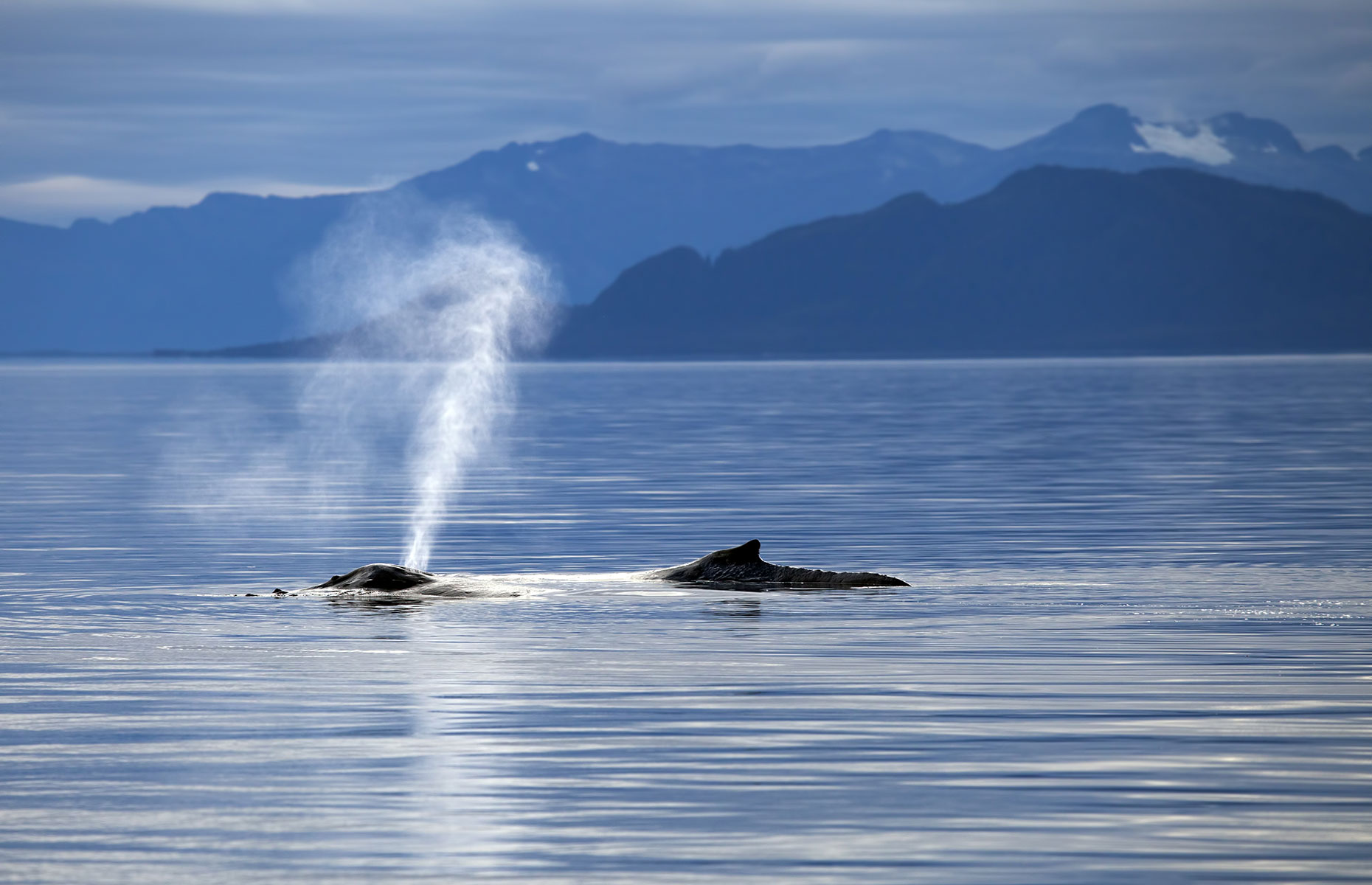 Walvissen in Inside Passage, Alaska