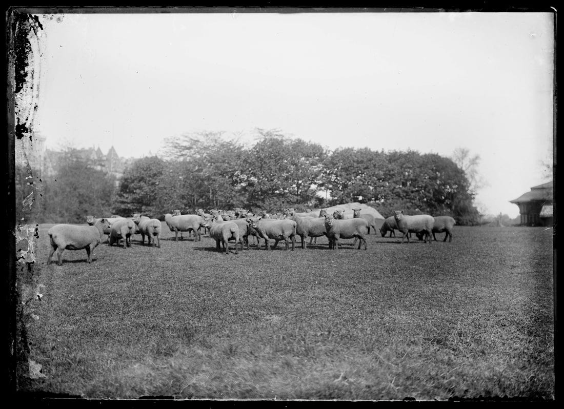 Sheep in Central Park in around 1906 (Image: Detroit Publishing Co/Library of Congress/Public Domain)