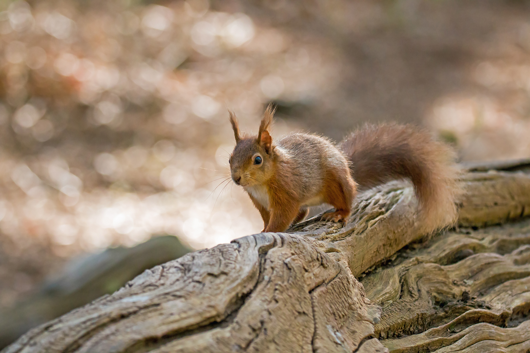 Red squirrel on Brownsea