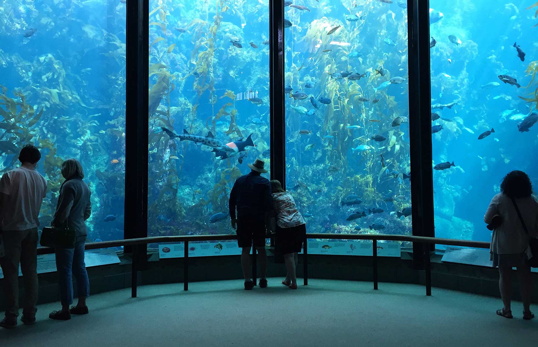 Monterey Bay Aquarium (Image: photocritical/Shutterstock)