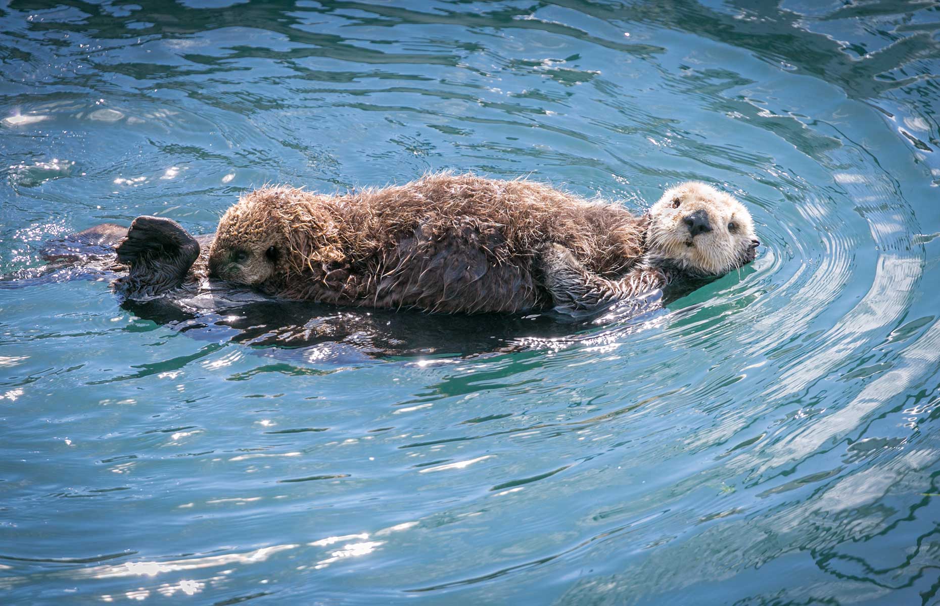 Sea Otters (Image: Julie Vader/Shutterstock)