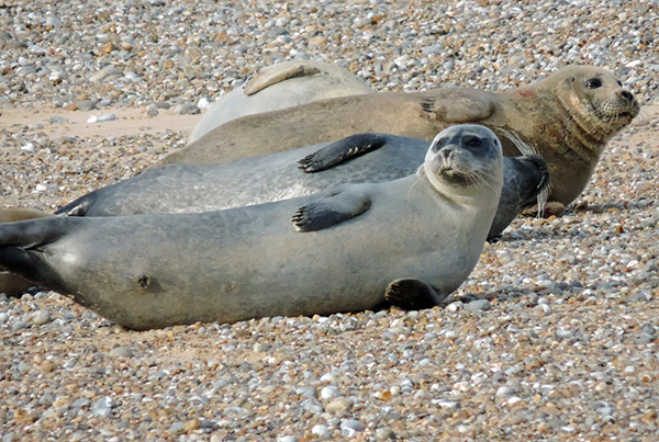 Seals in Norfolk