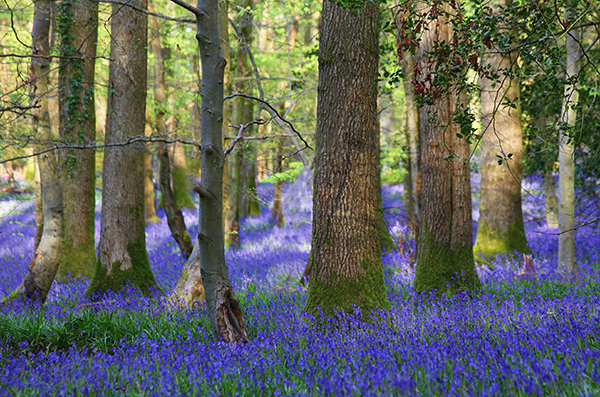 Forest of Dean bluebells
